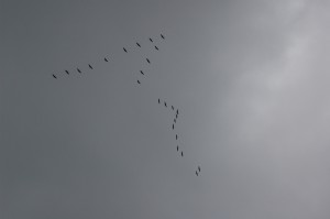 DSC 4714